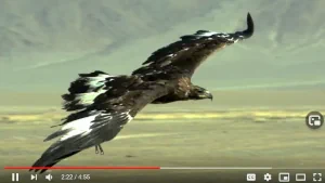 Eagle Hunting: Mongolia's Last Remaining Eagle Hunters