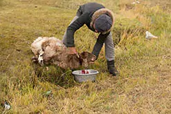 Kazakh